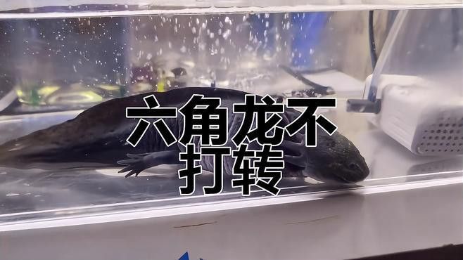 六角恐龍魚(yú)如何飼養(yǎng)和喂養(yǎng)