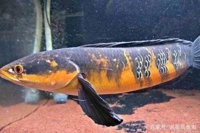 龍魚的生存環境是什么樣的：龍魚的生存環境主要包括以下幾個方面