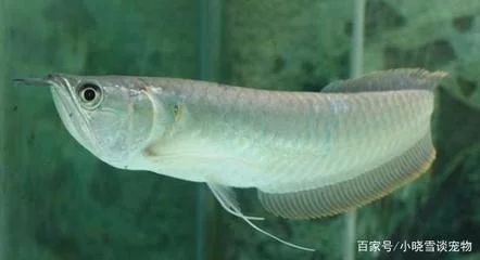 龍魚的生存環境是什么樣的：龍魚的生存環境主要包括以下幾個方面