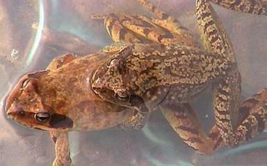 龍魚喂林蛙需要去除內臟嗎為什么：龍魚喂林蛙需要去除內臟嗎