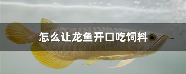 龍魚吃小河蝦好嗎：龍魚吃小河蝦是好的，但需要注意一些事項