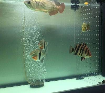 龍魚混養(yǎng)喂食時(shí)間：龍魚混養(yǎng)喂食時(shí)間、頻率、量以及注意事項(xiàng)