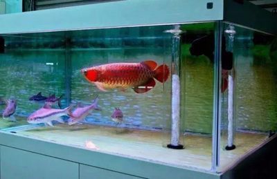 龍魚混養(yǎng)喂食時(shí)間：龍魚混養(yǎng)喂食時(shí)間、頻率、量以及注意事項(xiàng)