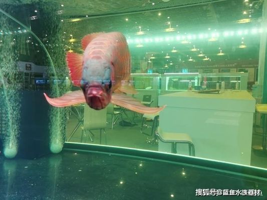 魚缸過濾泵的安裝方法，過濾泵安裝后如何調試魚缸過濾材料的選擇技巧