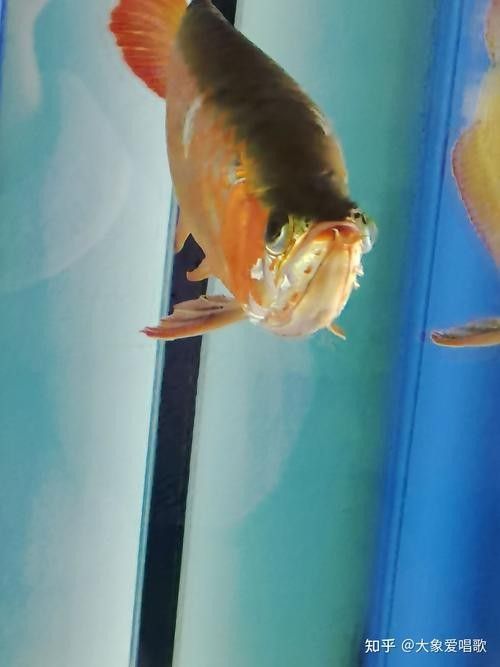 龍魚跳缸是什么征兆圖片