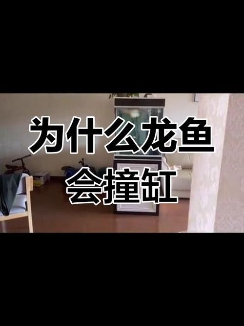 龍魚跳缸是什么征兆圖片