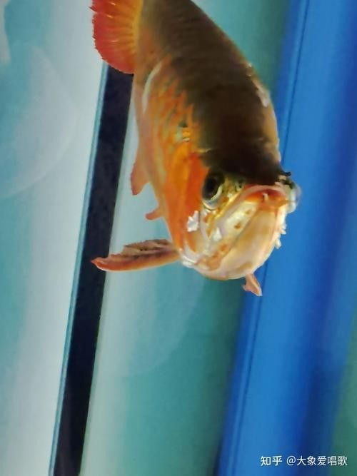 龍魚跳缸是什么征兆圖片