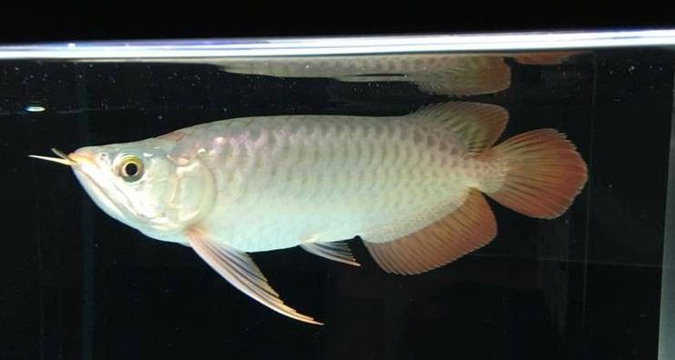 龍魚跳缸是什么征兆圖片