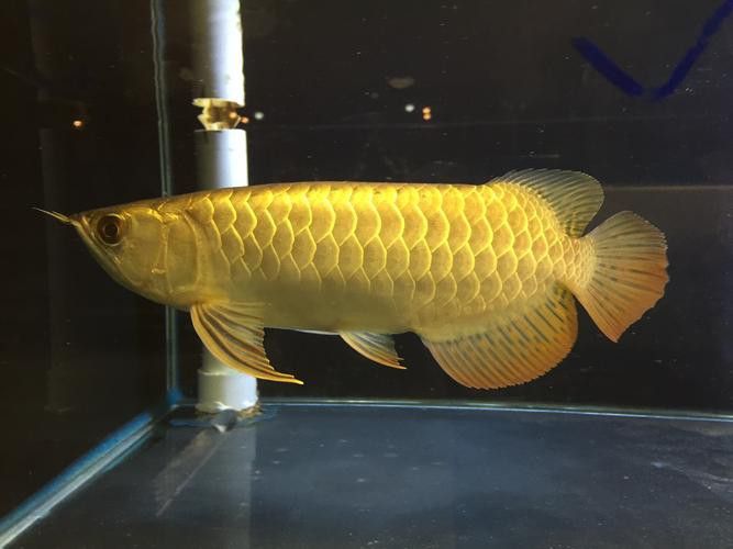 金龍魚長什么樣啊圖片 金龍魚長什么樣啊圖片 龍魚百科 第5張
