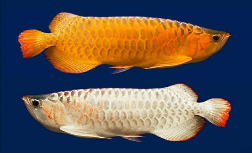 金龍魚長什么樣啊圖片 金龍魚長什么樣啊圖片 龍魚百科 第34張