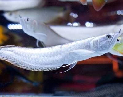 銀龍魚跟啥魚混養好看點
