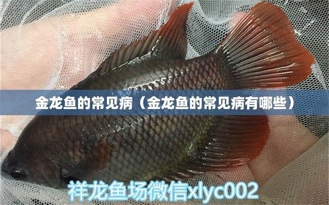 金龍魚疾病及醫治（金龍魚常見疾病及其治療方法） 金龍魚疾病及醫治（金龍魚常見疾病及其治療方法） 龍魚百科 第2張
