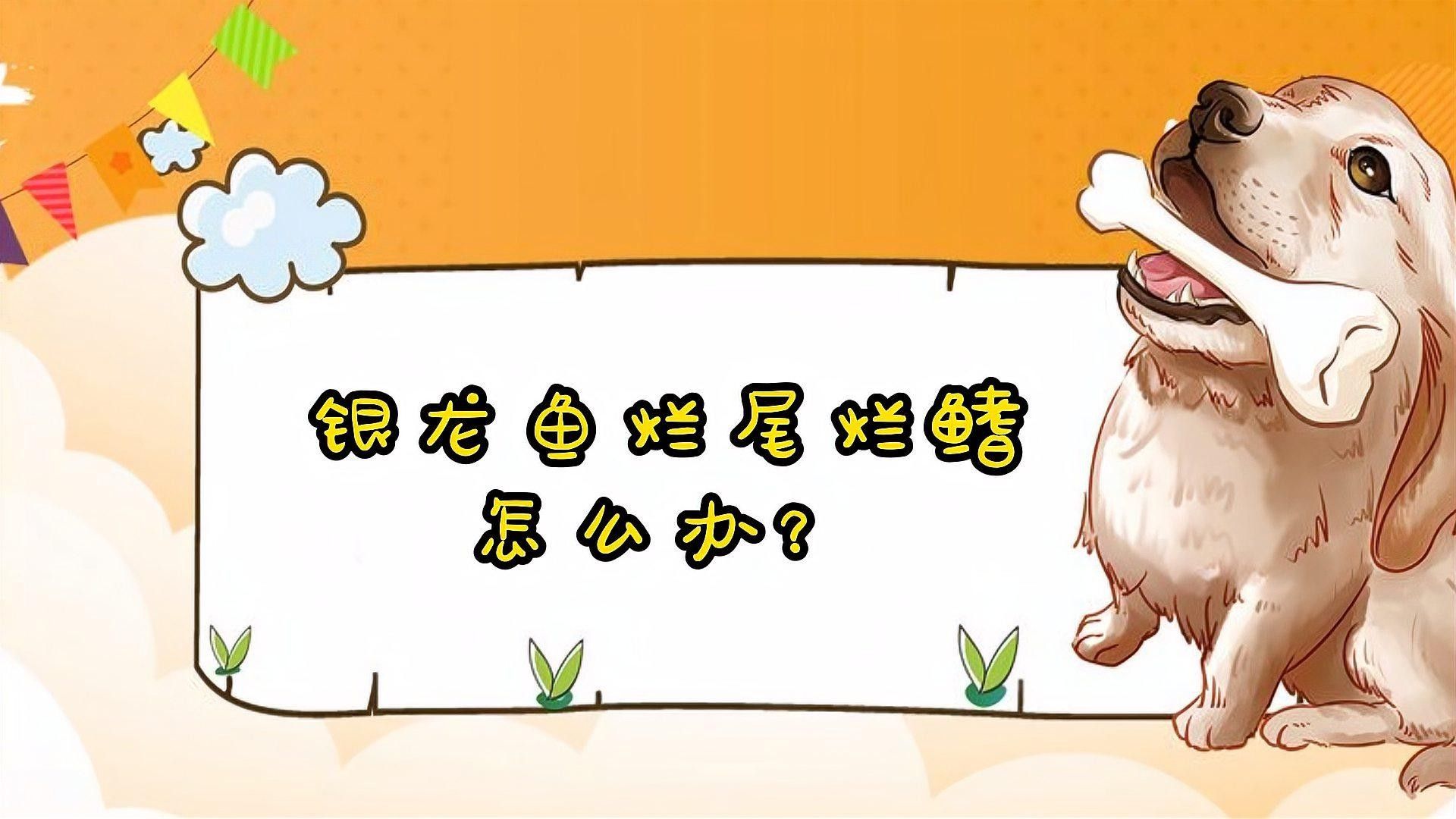 銀龍魚爛鰭怎么辦啊視頻