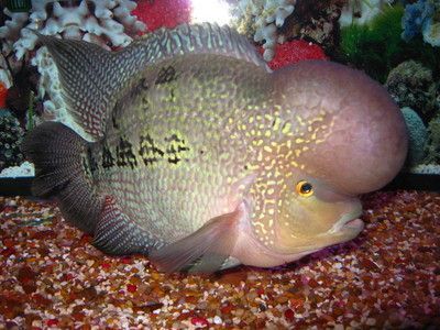 龍魚須長(zhǎng)肉瘤怎么治療最好：龍魚須長(zhǎng)肉瘤怎么治療