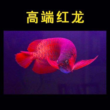 辣椒紅龍魚成魚的價格是多少？ 辣椒紅龍魚成魚的價格是多少？ 龍魚百科 第9張