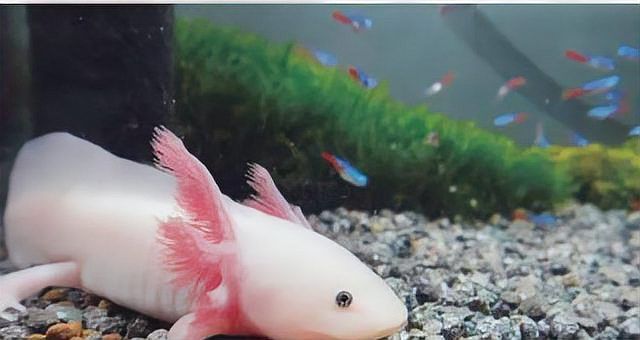 六角恐龍魚養幾條好