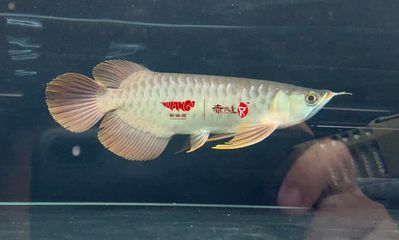 龍魚(yú)身上鱗片腫起來(lái)怎么辦：龍魚(yú)身上鱗片腫起來(lái)怎么辦龍魚(yú)身上鱗片腫起來(lái)怎么辦