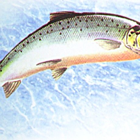 銀龍魚老是卷尾