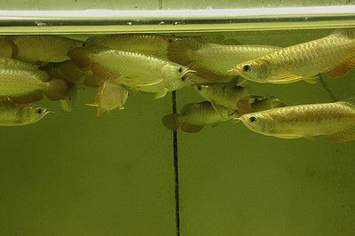 金龍魚35公分還沒過背（35公分的金龍魚還能爬背么）