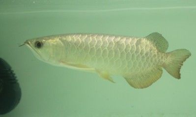 金龍魚35公分還沒過背（35公分的金龍魚還能爬背么）
