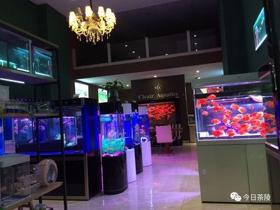 網上賣紅龍魚的可靠嗎（網上購買紅龍魚可靠嗎）