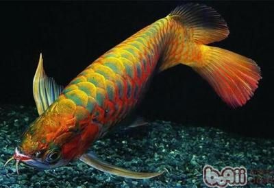 大龍魚是什么魚類（常見的5種龍魚,你都養過嗎今日頭條龍魚的習性介紹）