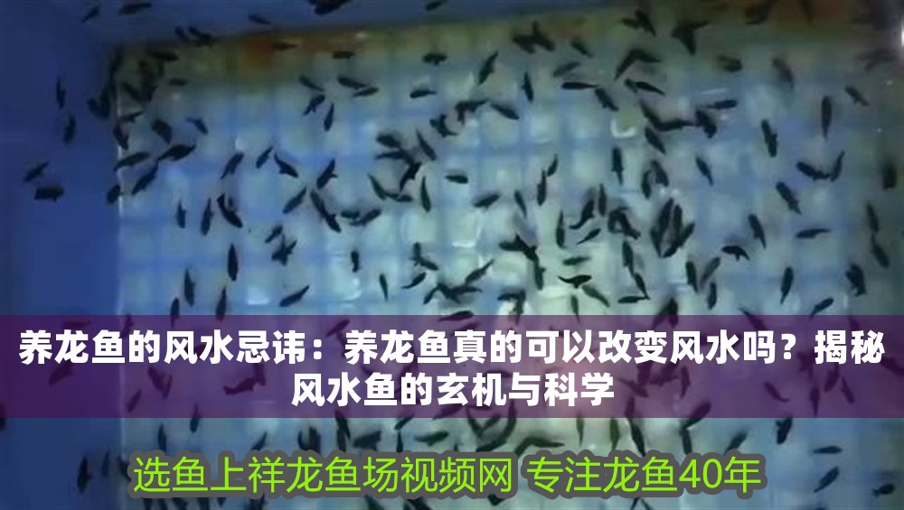 養龍魚的風水忌諱：養龍魚真的可以改變風水嗎？揭秘風水魚的玄機與科學