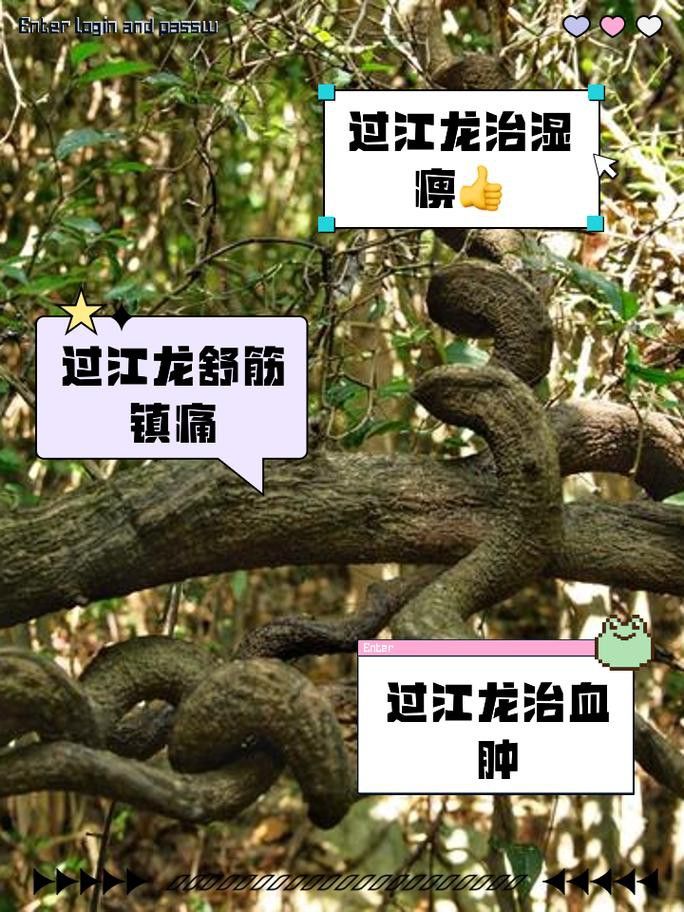 過江龍魚圖片高清圖