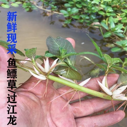 過江龍魚圖片高清圖