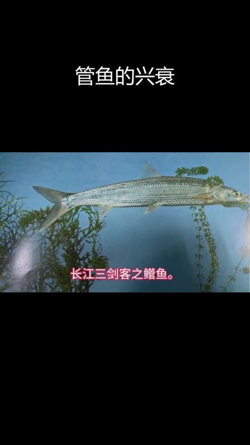 過江龍魚圖片高清圖