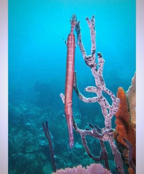 過江龍魚圖片高清圖