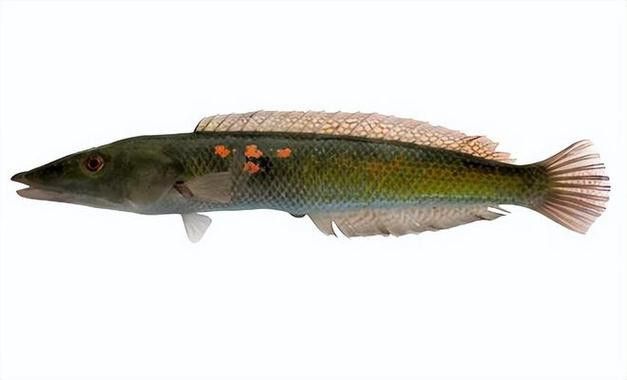 過江龍魚圖片高清圖