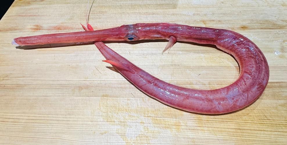 過江龍魚圖片高清圖