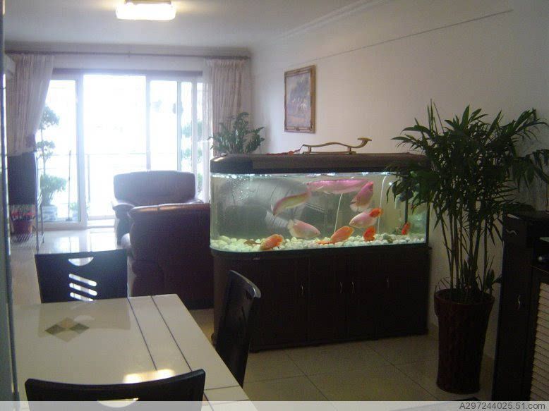 過背金龍魚什么意思啊：過背金龍魚的飼養技巧
