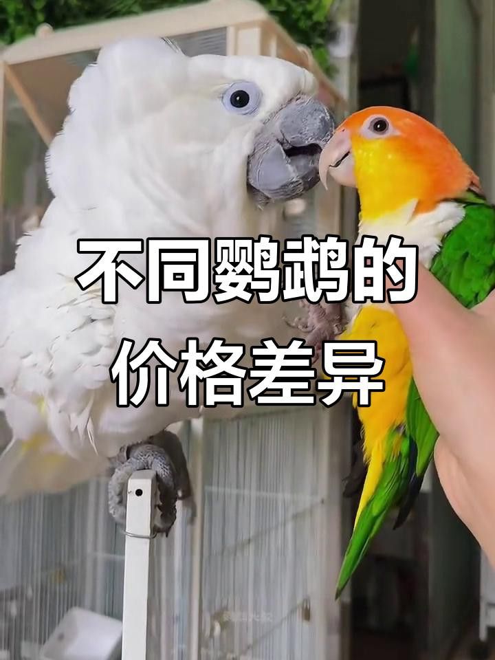 這些品種的價格差異大嗎？