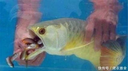 金龍魚的喂食頻率是一個(gè)重要的飼養(yǎng)問題：金龍魚多久不喂食會餓死