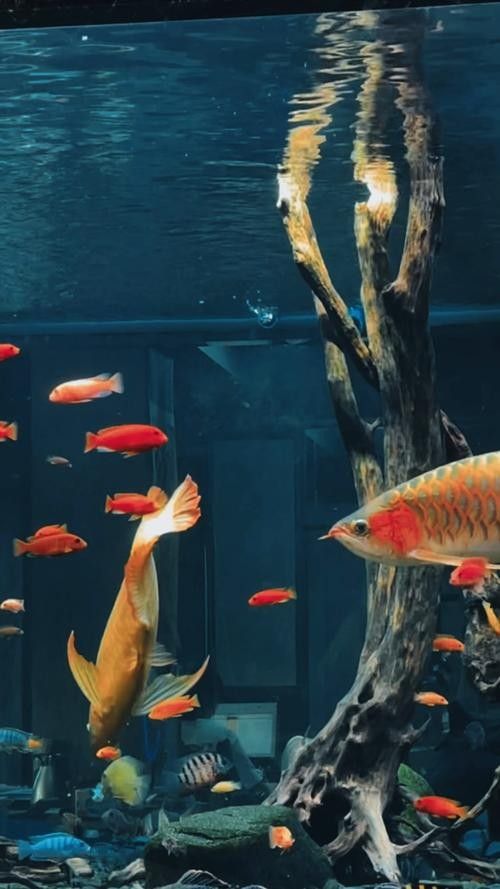 龍魚魚缸可以造景嗎圖片