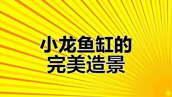 龍魚魚缸可以造景嗎圖片