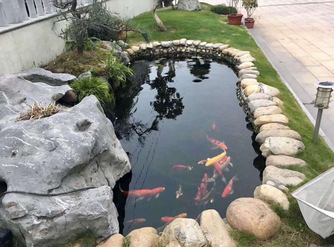 龍魚魚缸可以造景嗎圖片