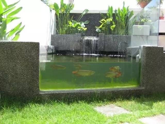 龍魚魚缸可以造景嗎圖片