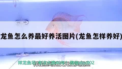 龍魚應該怎么養才好看：龍魚最佳觀賞角度，龍魚色彩鮮艷秘訣