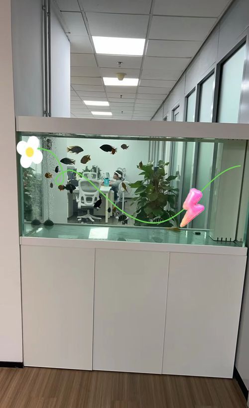 能否提供魚缸擺放效果圖？