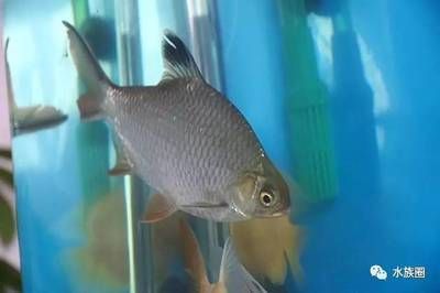 巧克力龍魚怎么區分雌雄的：巧克力龍魚的雌雄區分