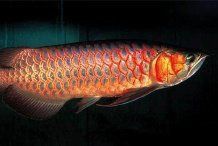 客廳西北角放魚缸好不好 客廳西北角放魚缸好不好 龍魚百科 第5張