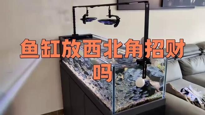 客廳西北角放魚缸好不好 客廳西北角放魚缸好不好 龍魚百科 第2張