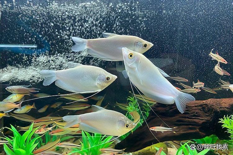 曼龍魚繁殖后如何隔離親魚？