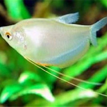 曼龍魚繁殖后如何隔離親魚？