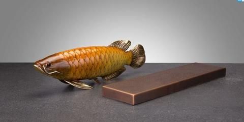 細店鋪是不是不能養(yǎng)金龍魚（細店鋪可以養(yǎng)金龍魚嗎）