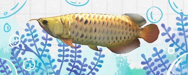 細店鋪是不是不能養(yǎng)金龍魚（細店鋪可以養(yǎng)金龍魚嗎）