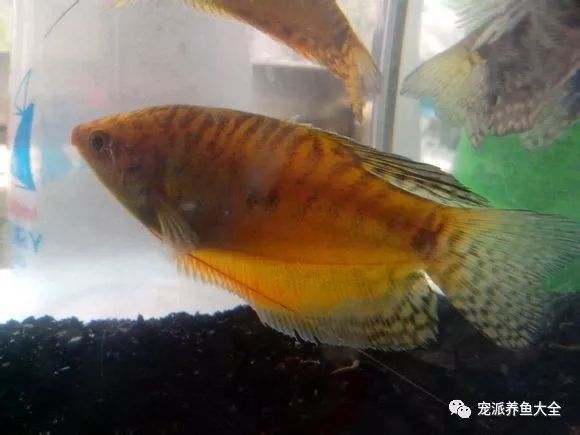 藍曼龍魚如何繁殖